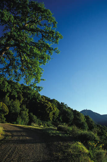 Trail in Alamaden Quicksilver Park
