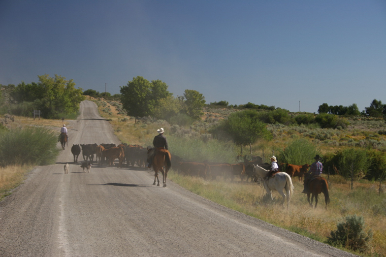 Real Live Cattle Drive