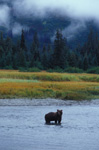 A Bear in Silver Salmon Creek