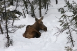 Moose Bedding Down