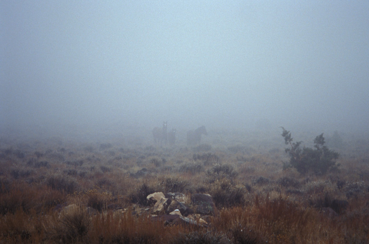 Wild Horses in Fog