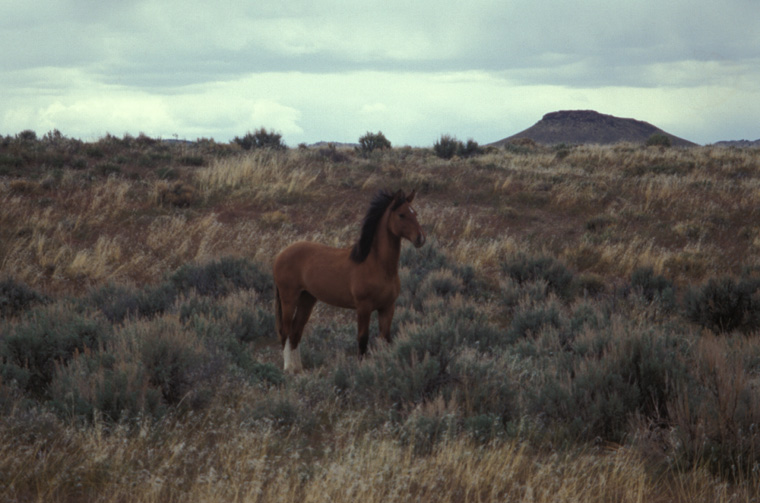 Wild Horse in Reese River Valley