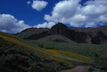 Summer Flowers in the Santa Rosa Mountains