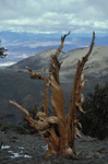 Bristlecone Pines above the Owens Valley