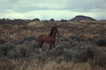 Wild Horse in Reese River Valley